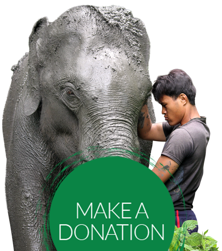 Donate to Thai elephants.